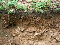 Die Terra Fusca wird im Bodenprofil gezeigt