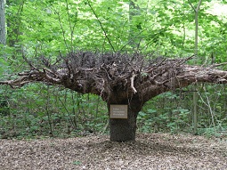 Blick auf eine Fichtenbaumwurzel mit reduzierten Senkerwuzeln. Sie ragt auf dem Kopf stehend aus dem Boden