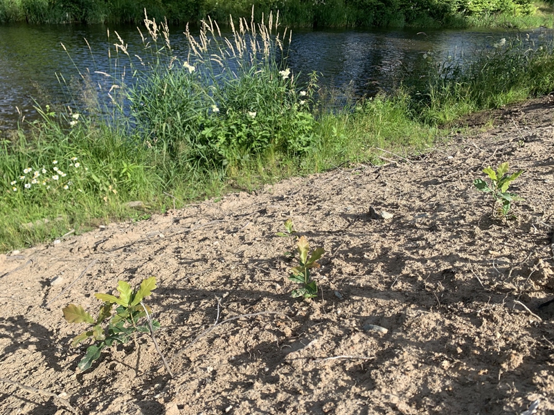 Link führt zur Seite Forschungsprojekt Auwald