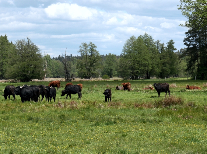 Impressionen Wilde Weide